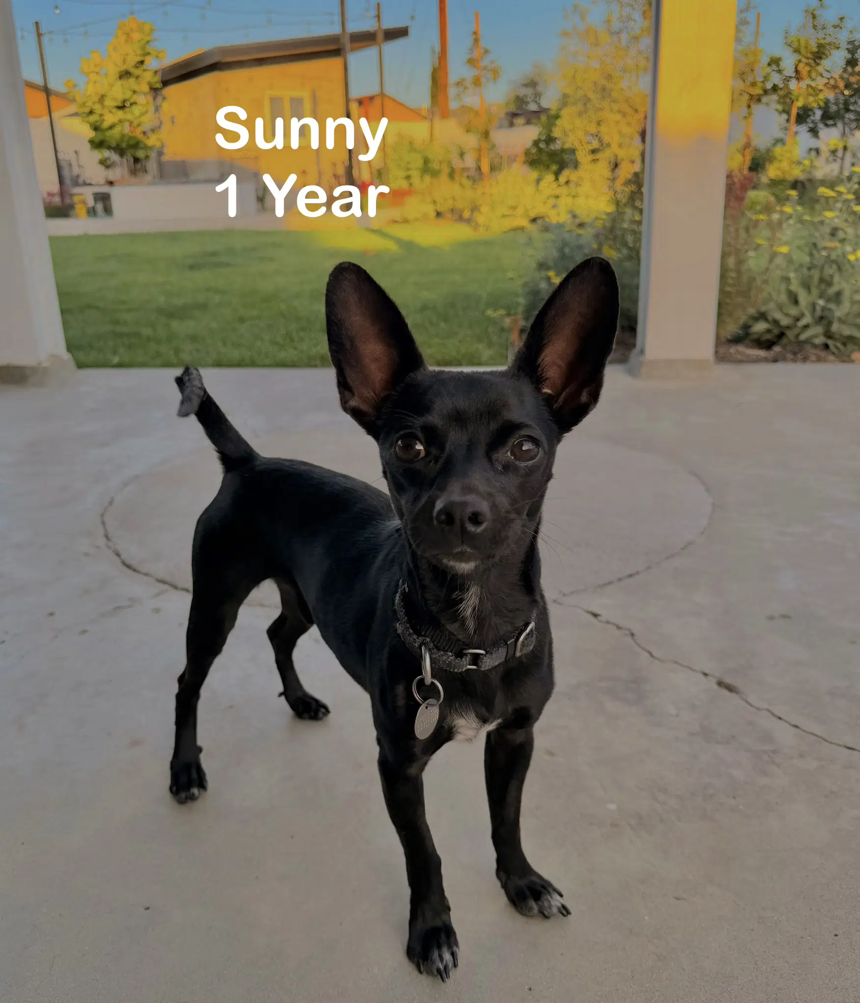 Sunny - Chihuahua/Dachshund