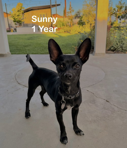 Sunny