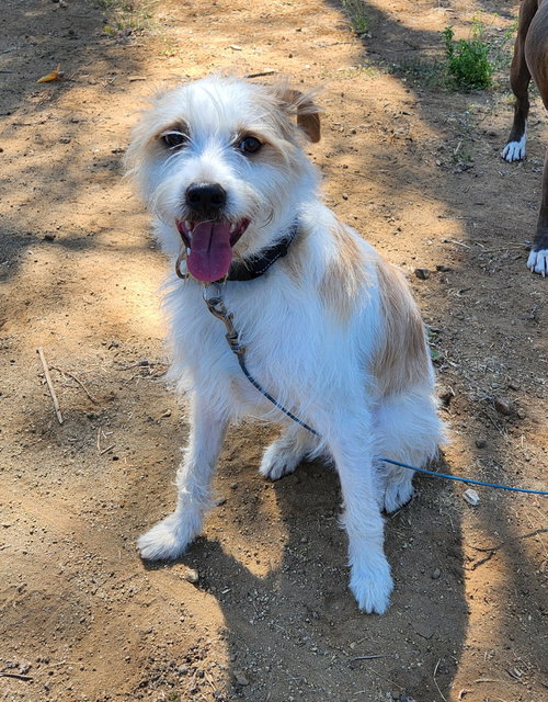 Ringo