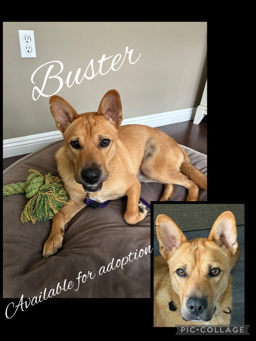 Buster photo 2