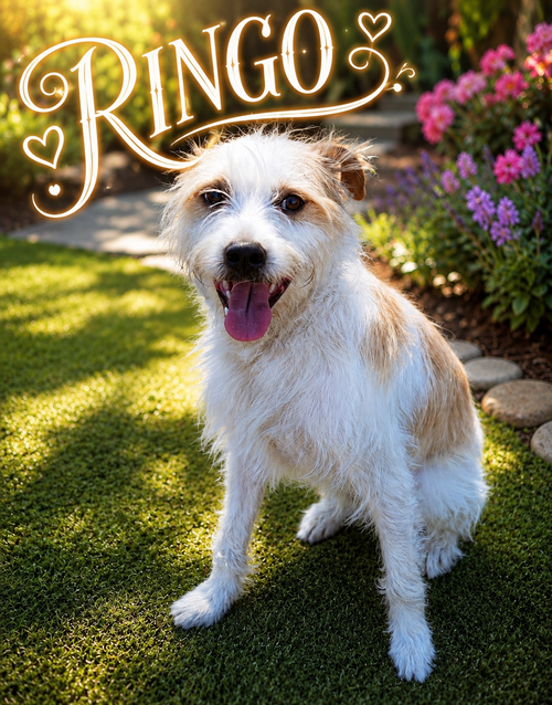 Ringo