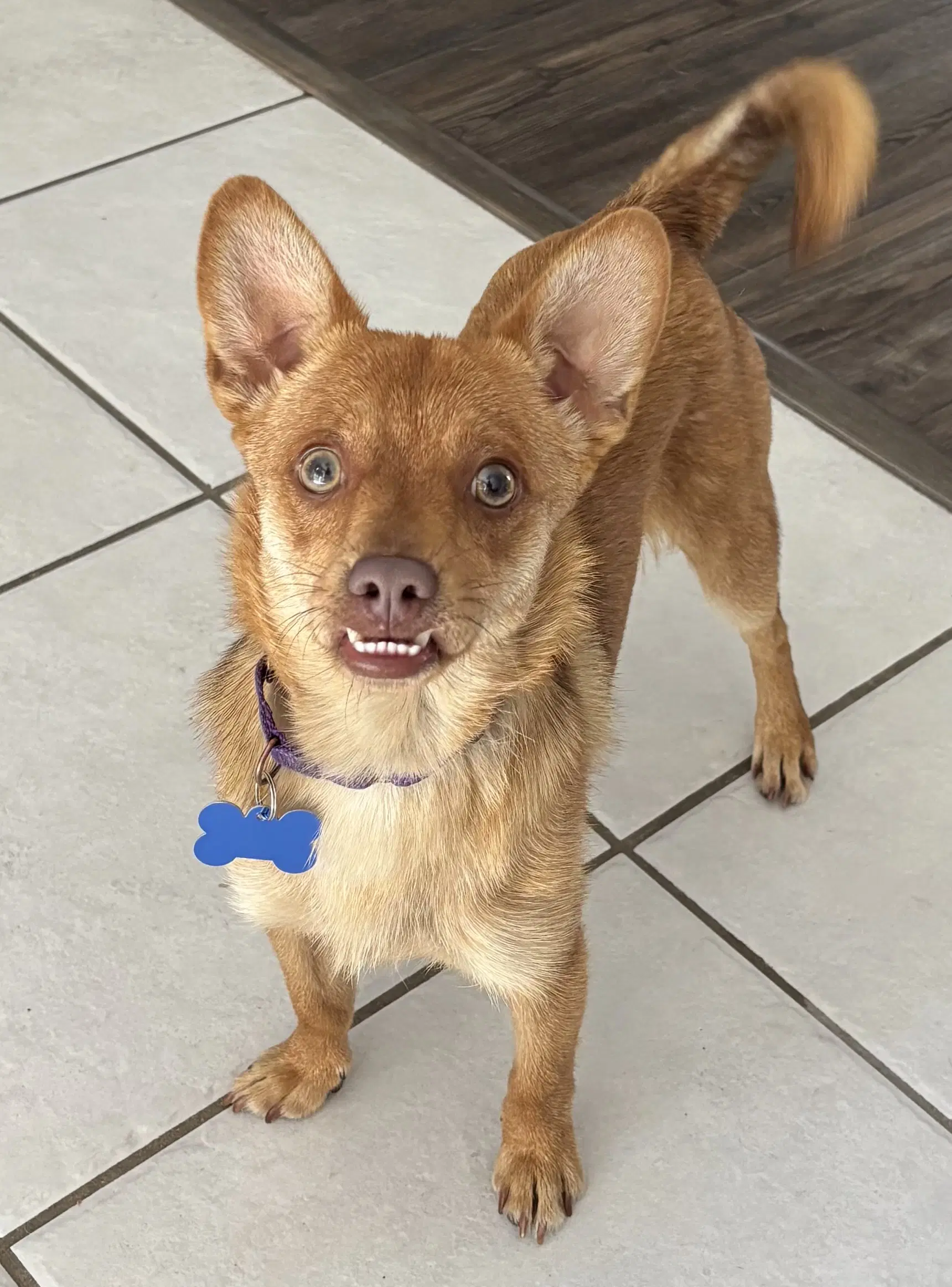 Redford - Chihuahua
