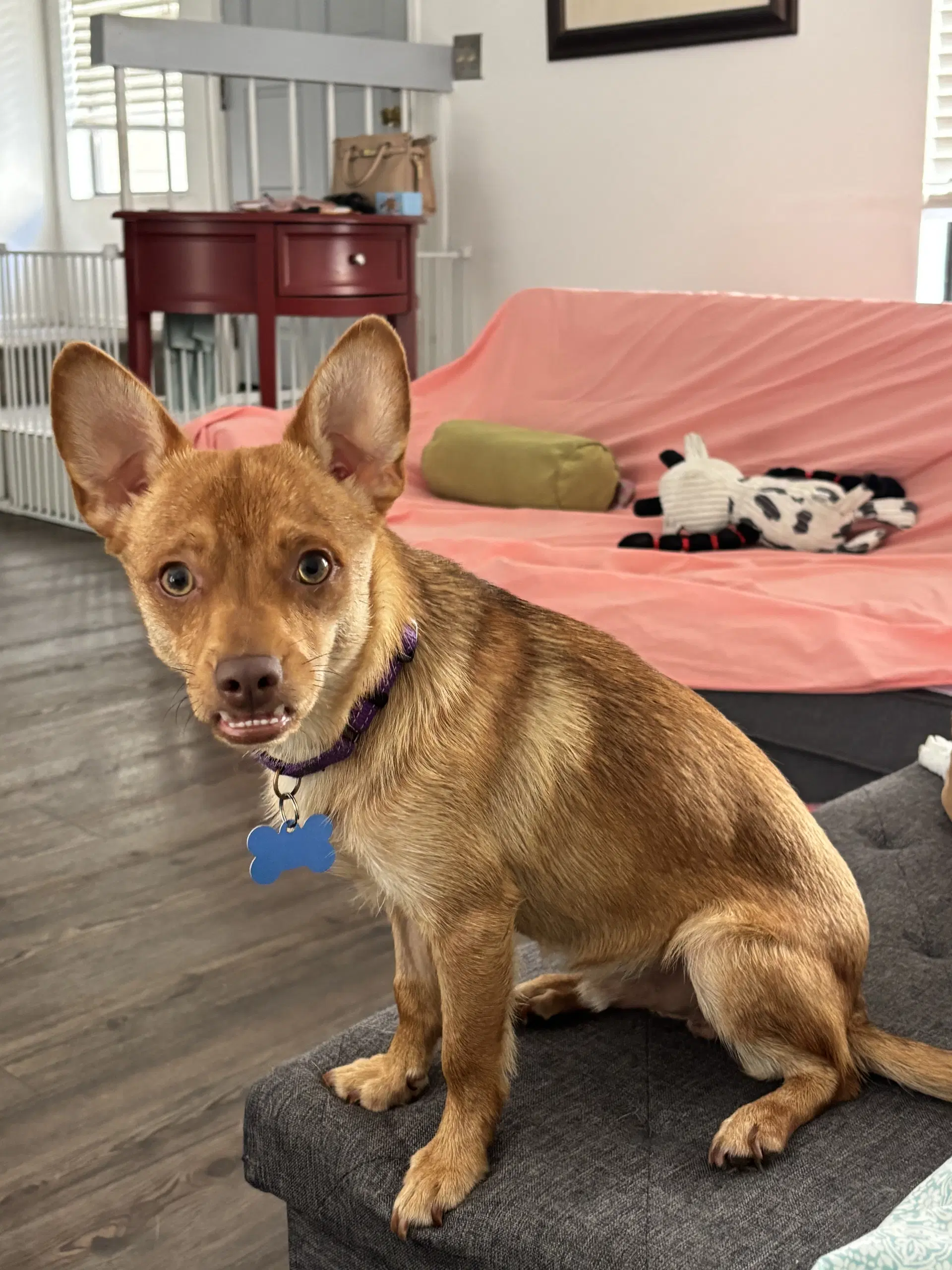 Redford - Chihuahua
