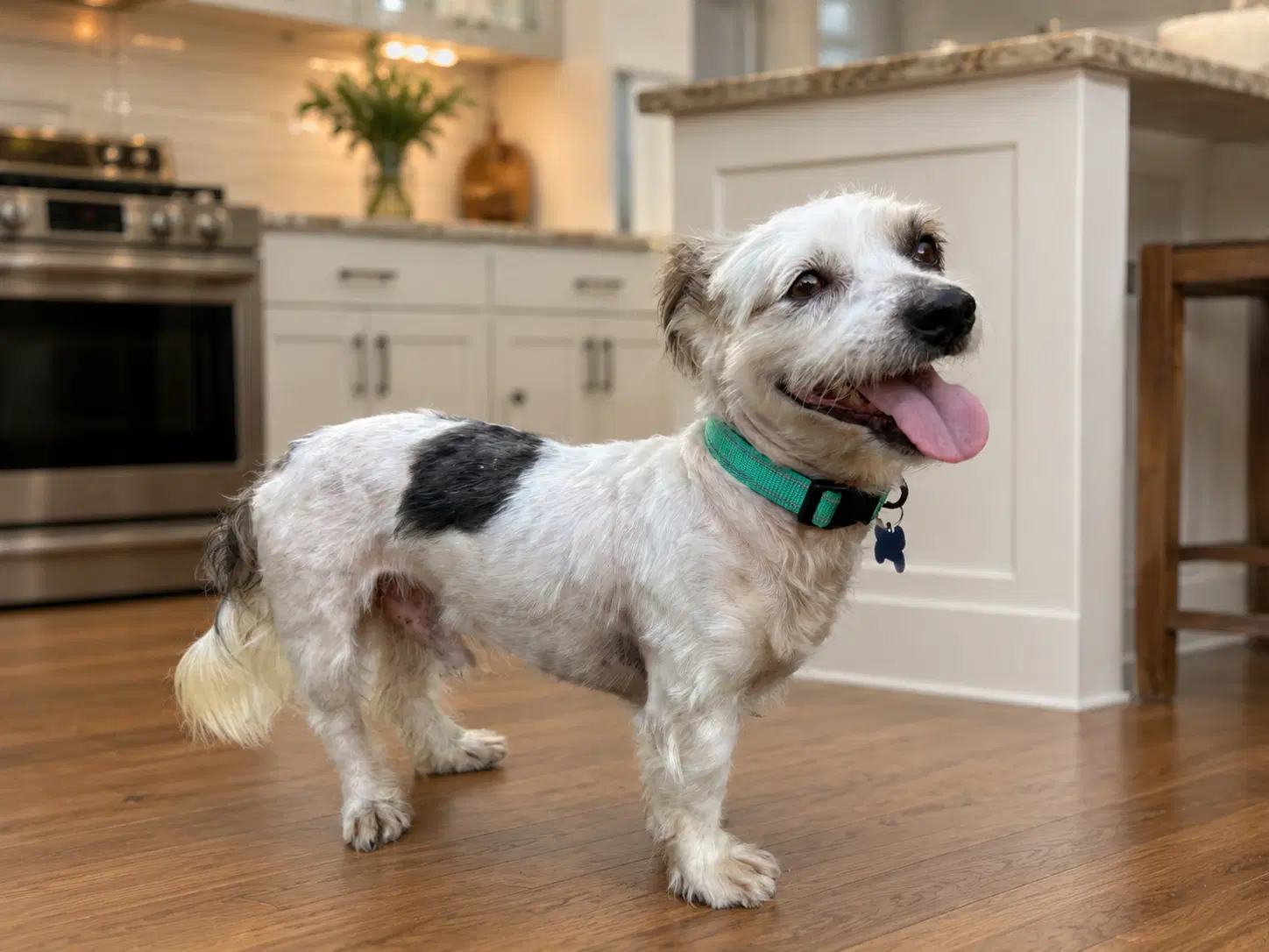 Snoopy - Shih Tzu