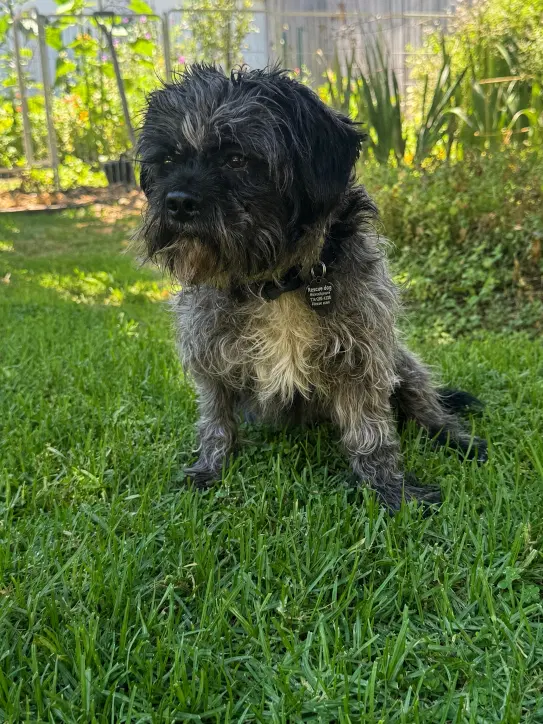 Oscar - Cockapoo