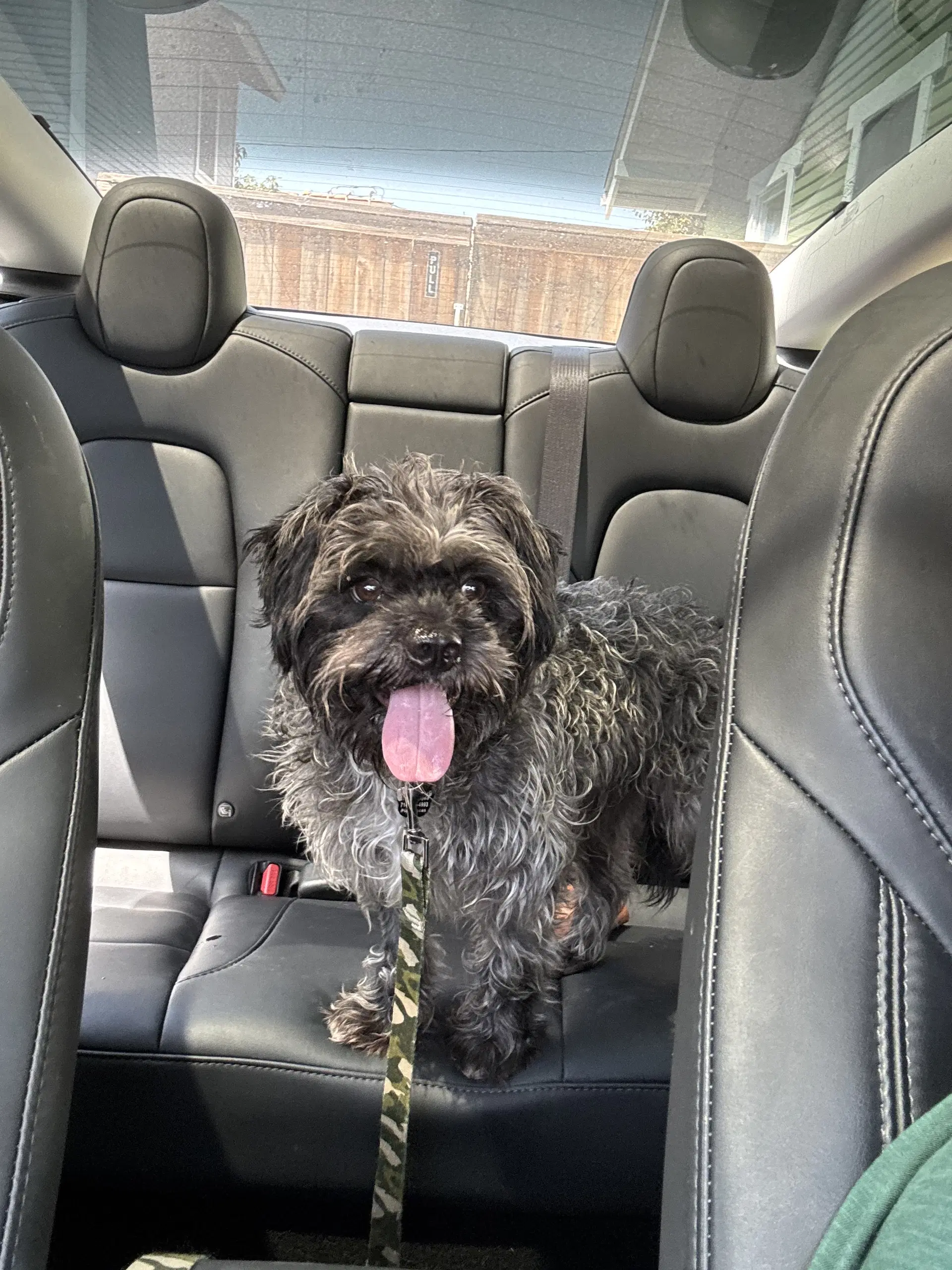 Oscar - Lhasa Apso