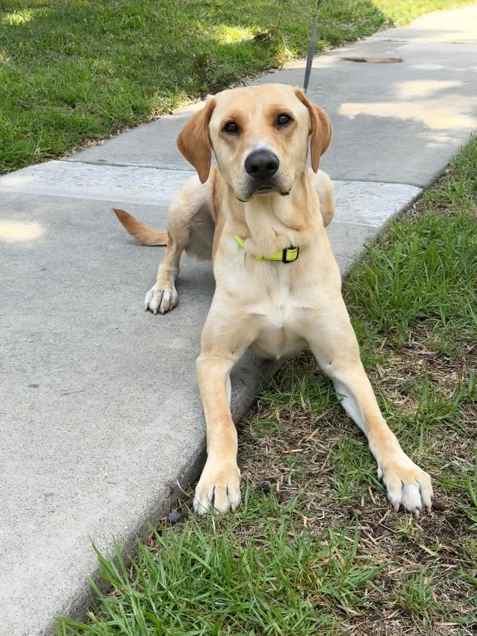 Duke - Yellow Labrador Retriever
