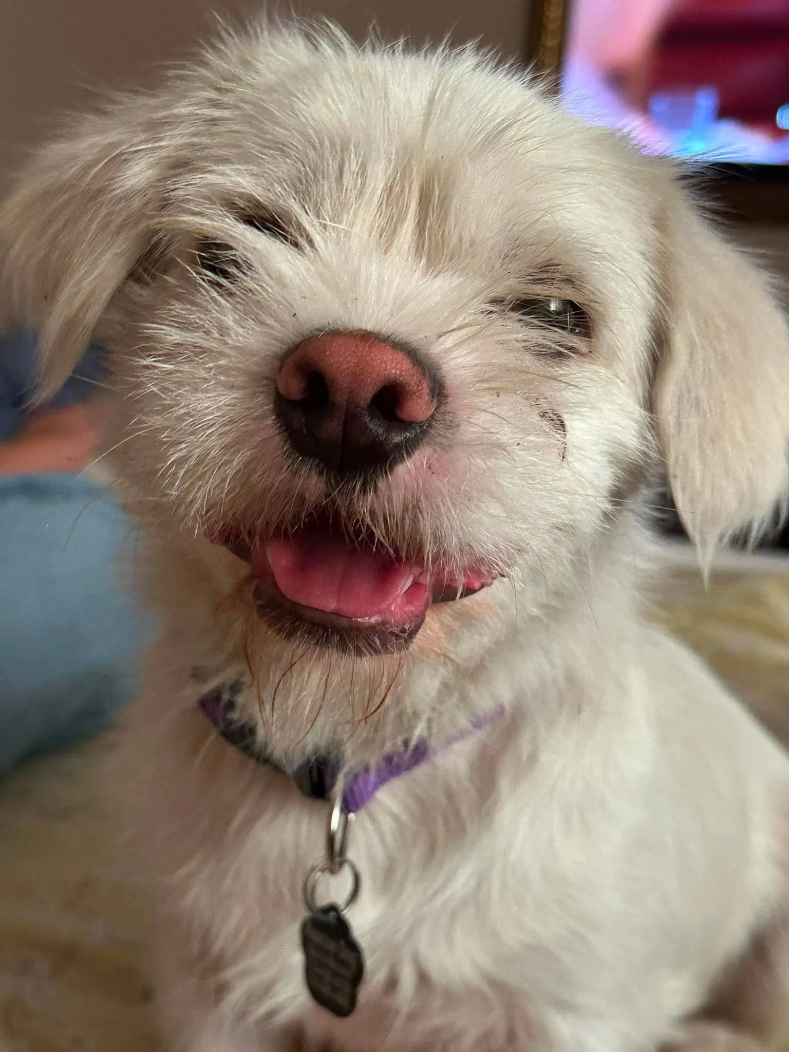 Falcor image 2