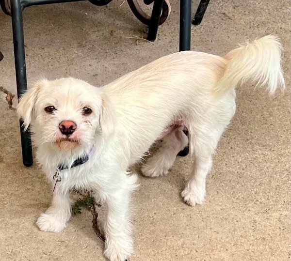 Falcor