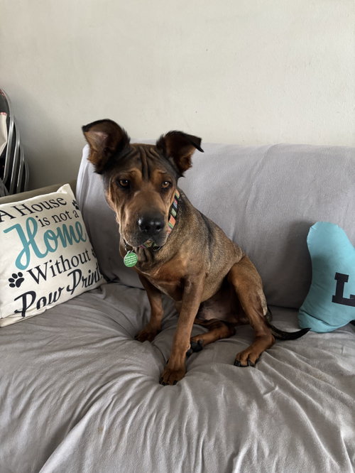 Lawrence, a dog for adoption from Friends of Orange County's Homeless Pets