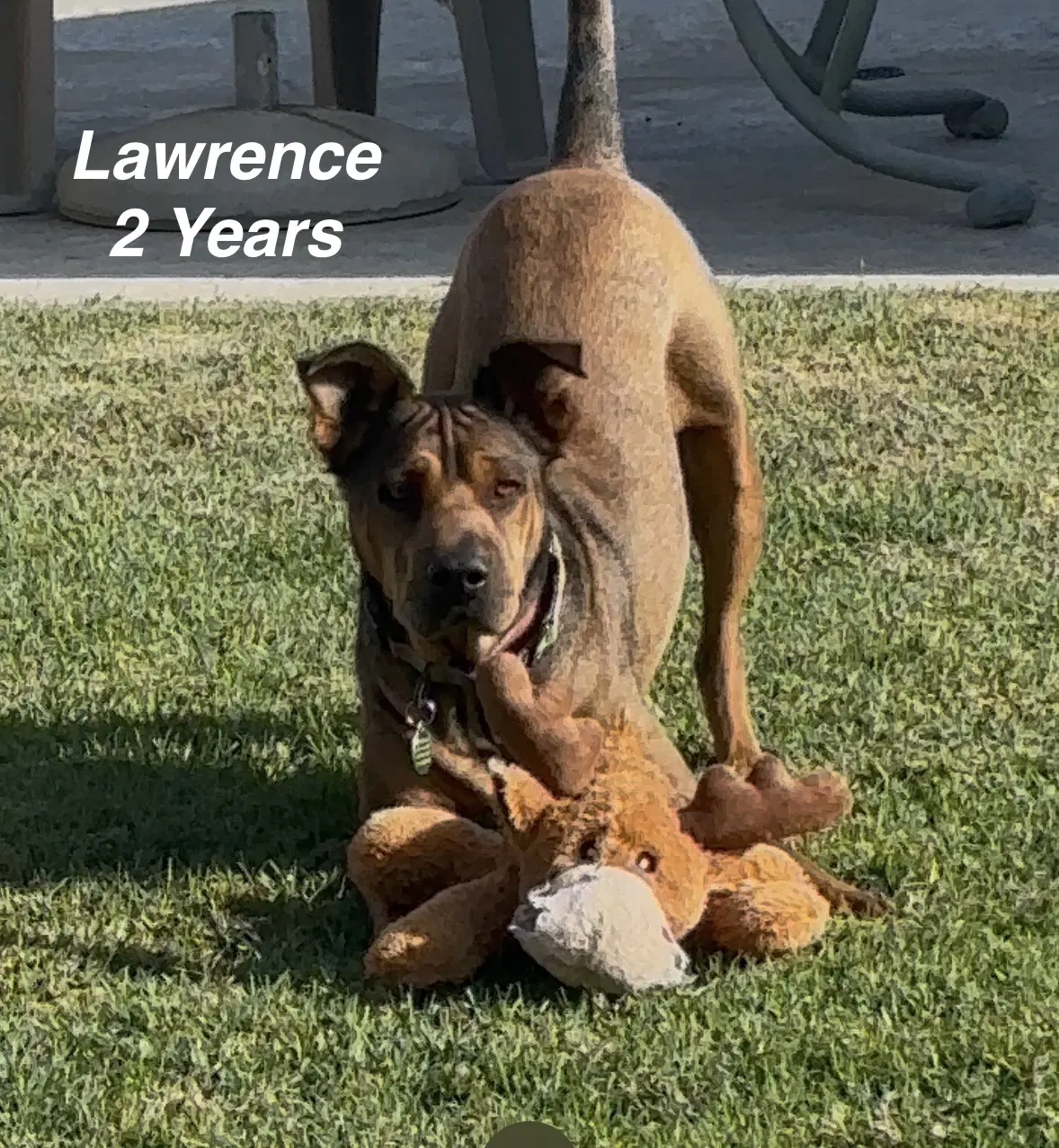 Lawrence image 2
