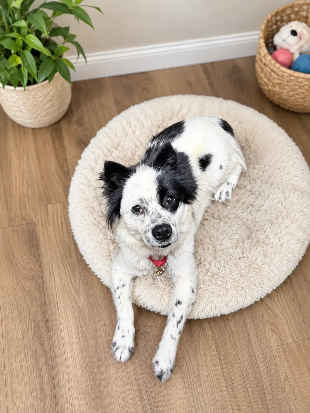 Juniper - Cocker Spaniel