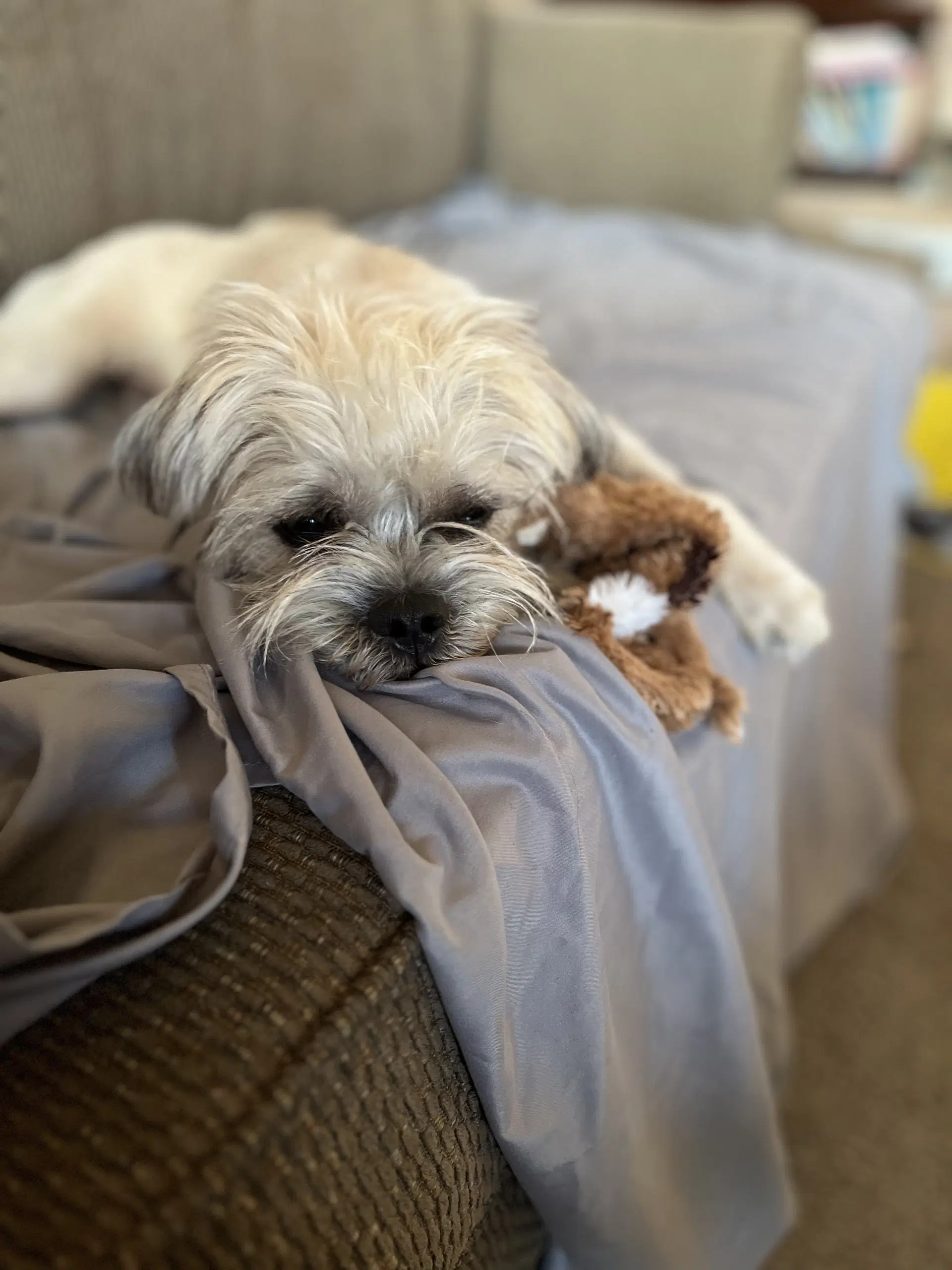 Morgan - Shih Tzu