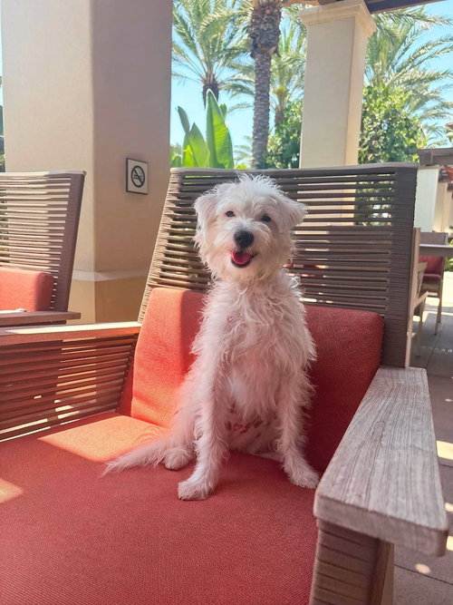 Rumi, a dog for adoption from Friends of Orange County's Homeless Pets
