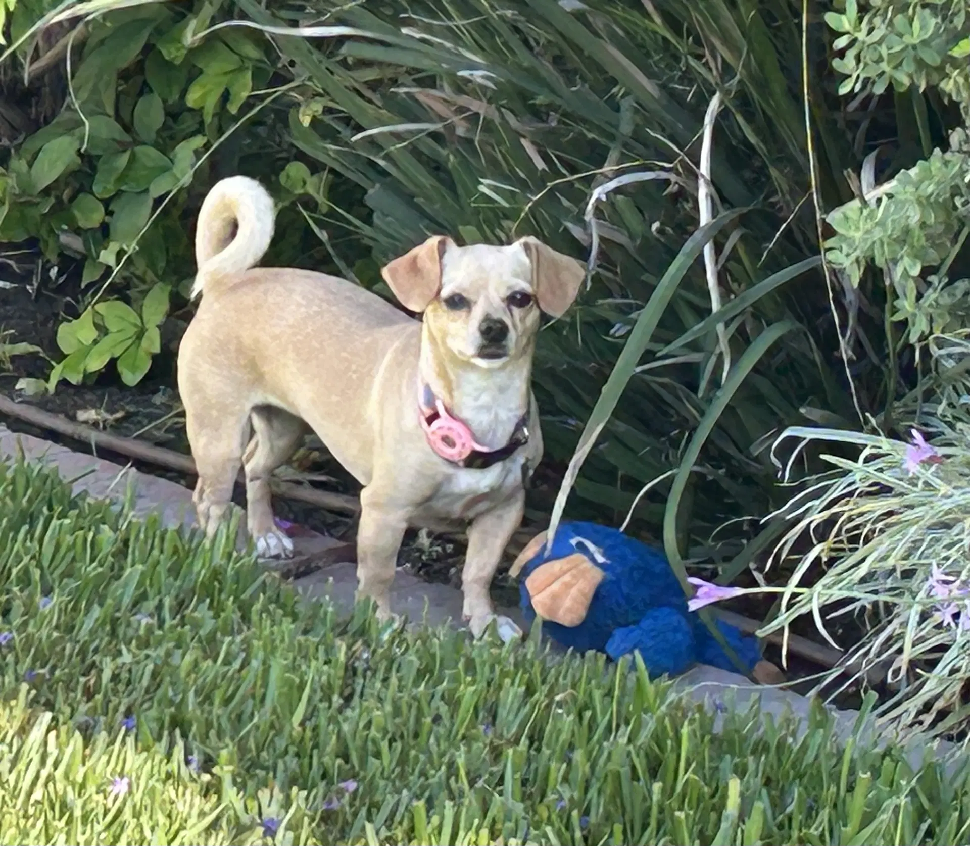 Sammy - Chihuahua