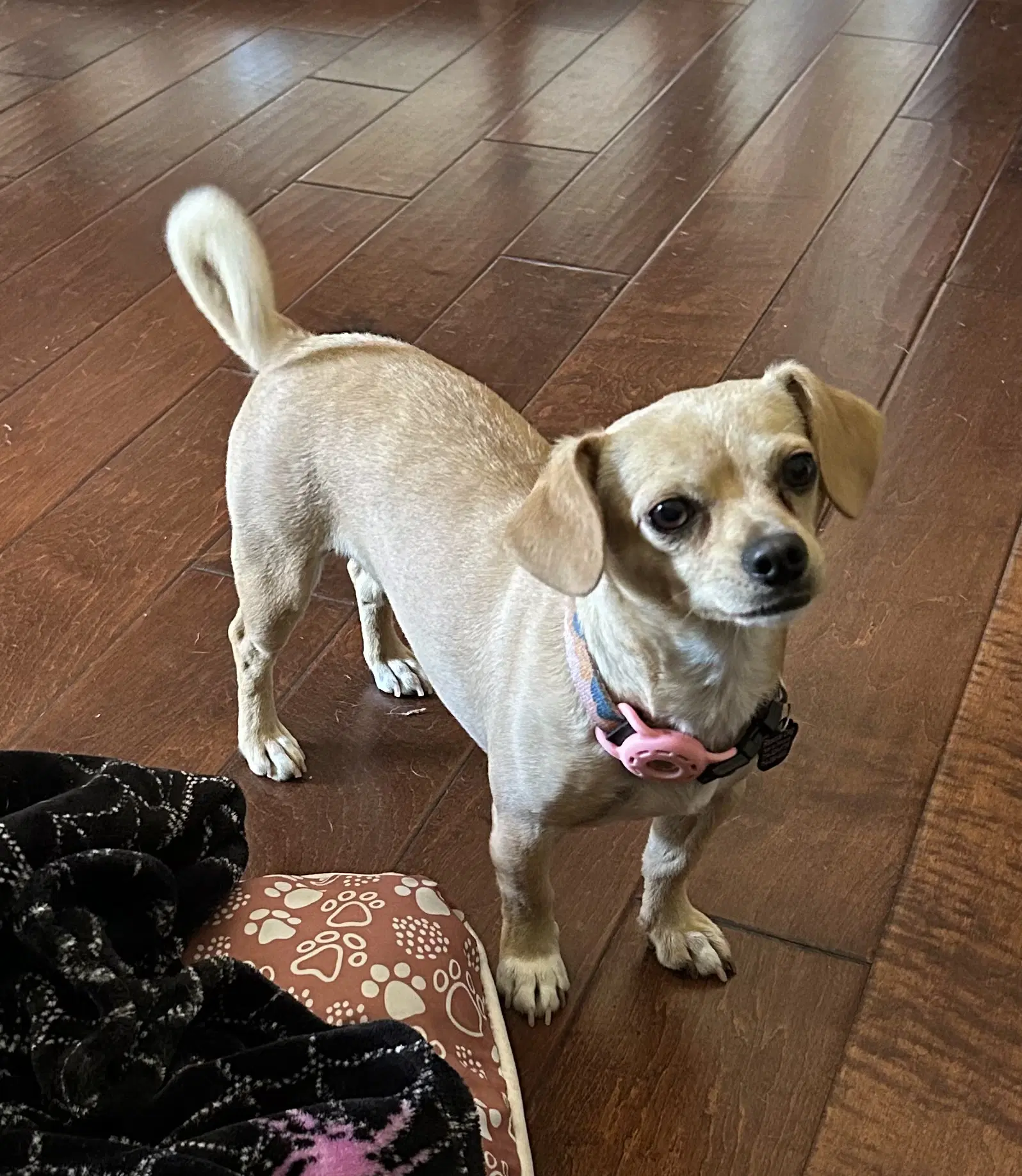 Sammy image 2