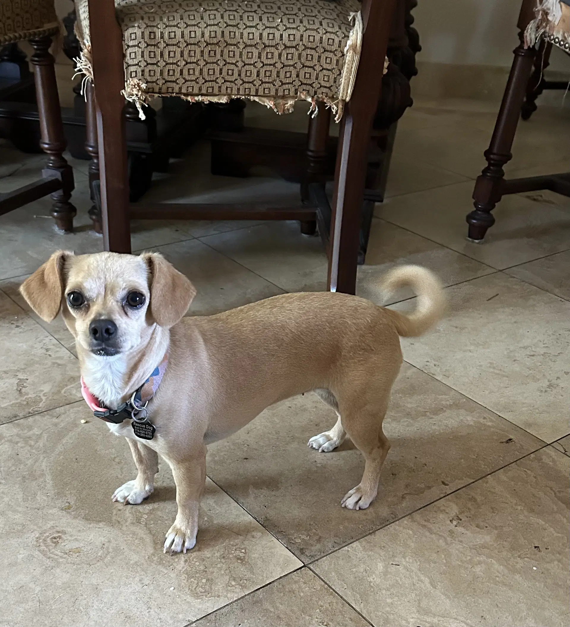 Sammy image 4