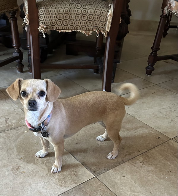 Sammy