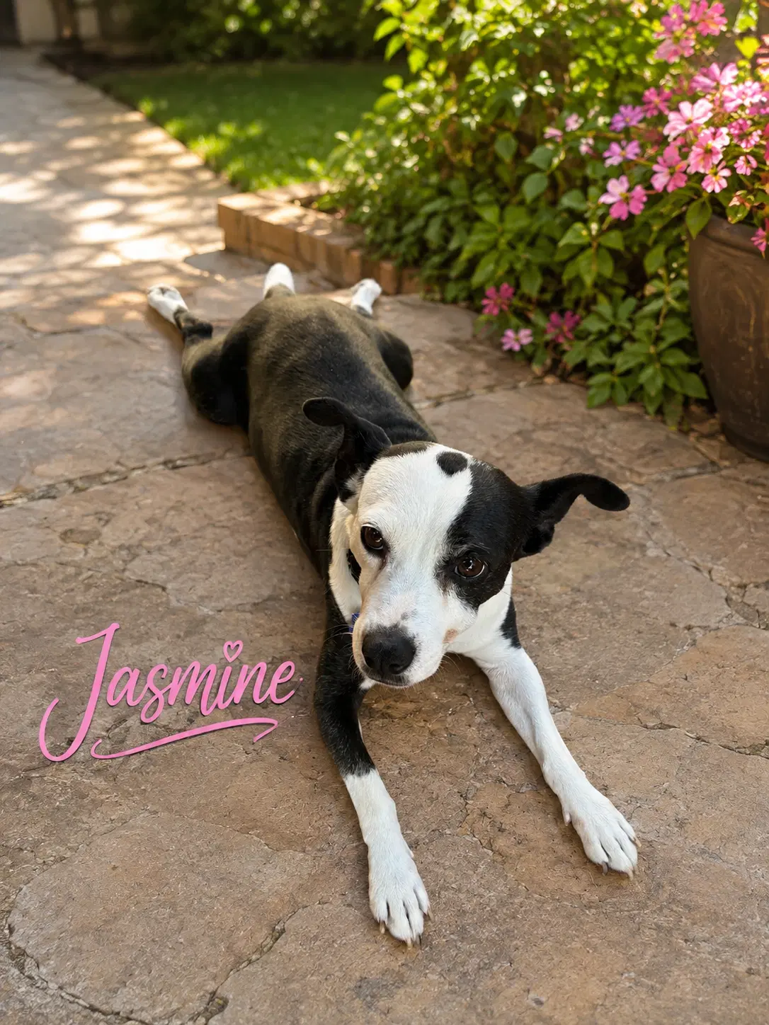 Jasmine image 2