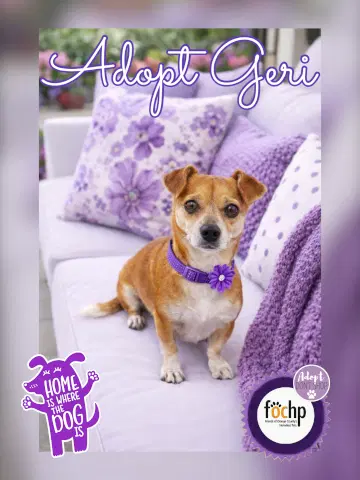 Geri - Chihuahua