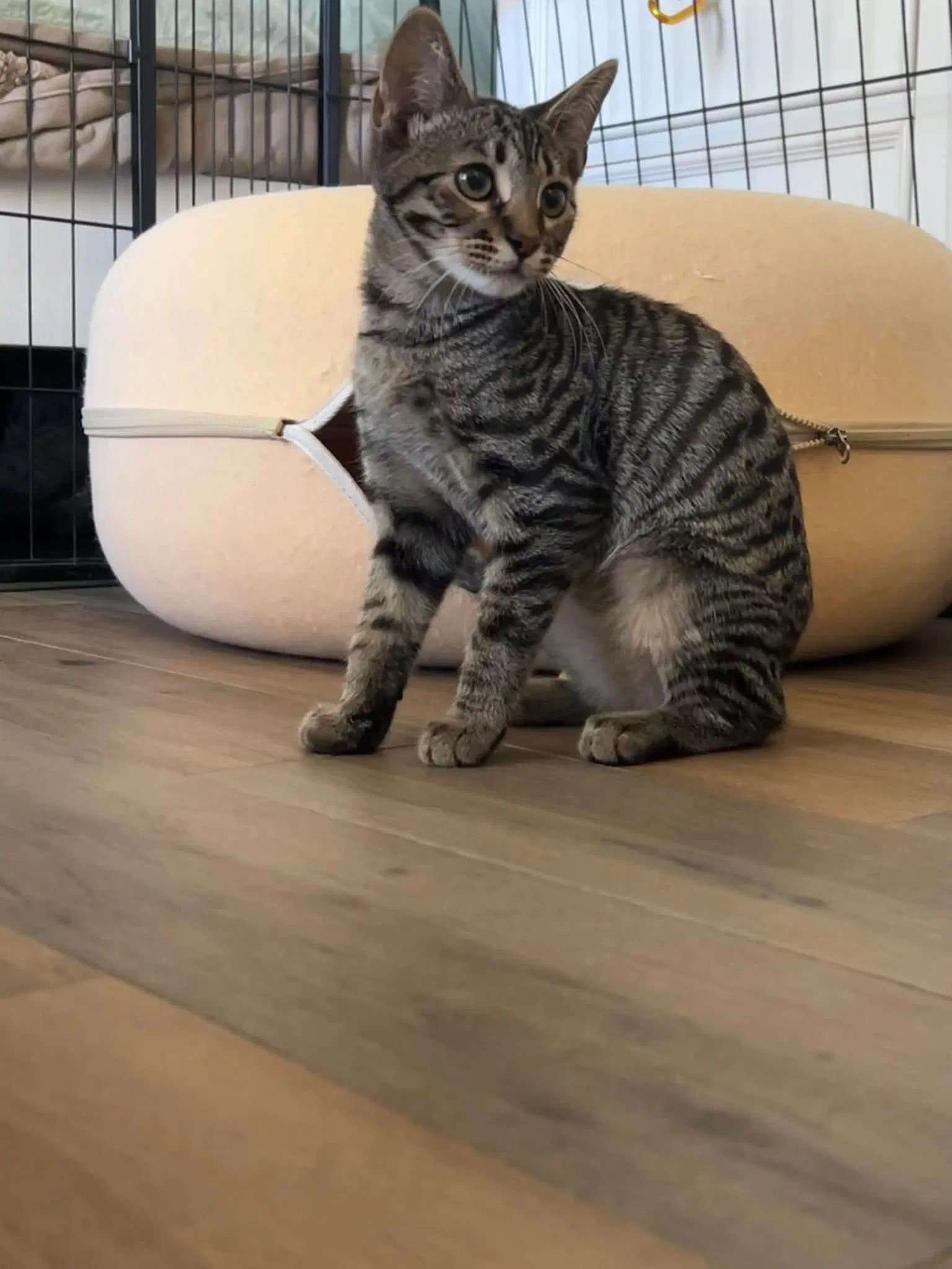 Bruce - Tabby