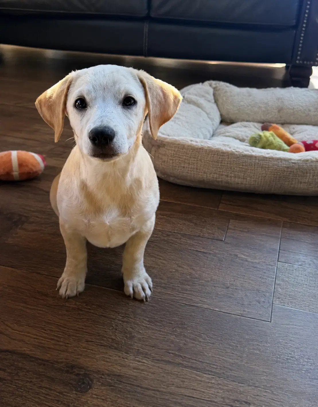 Munchkin - Dachshund