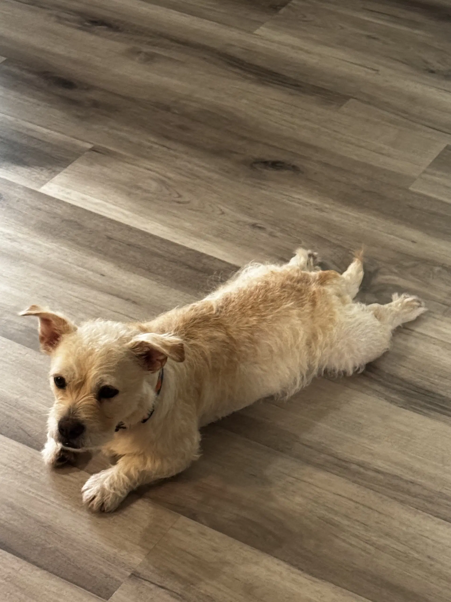 Millie image 2