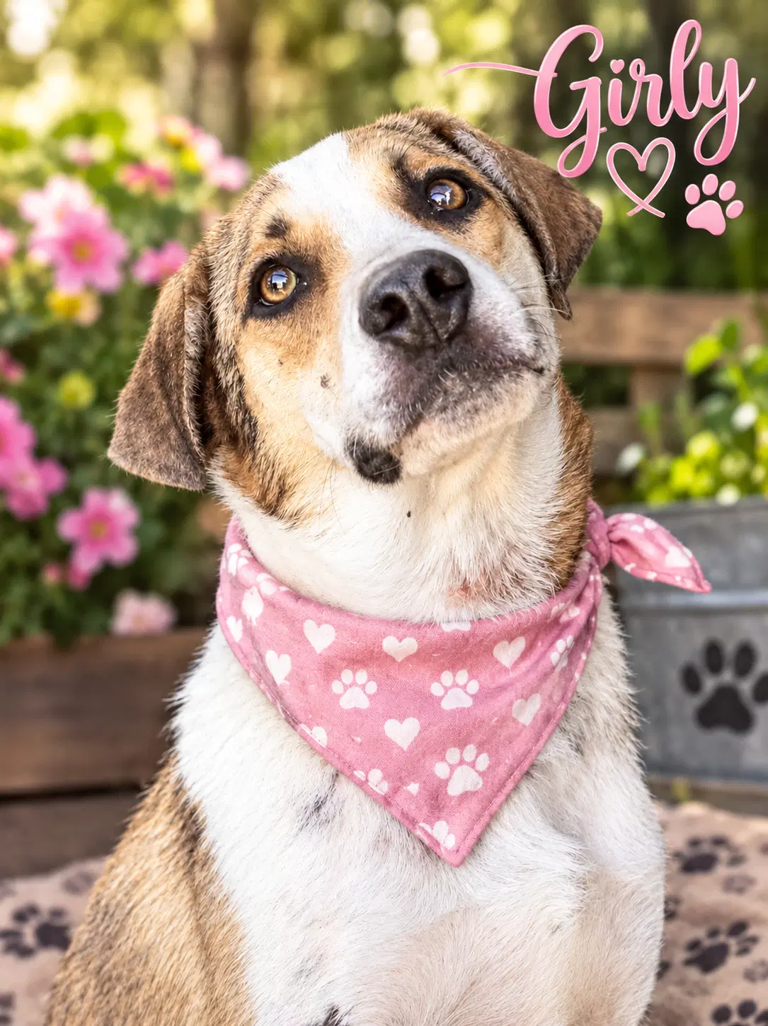 Girly - Beagle