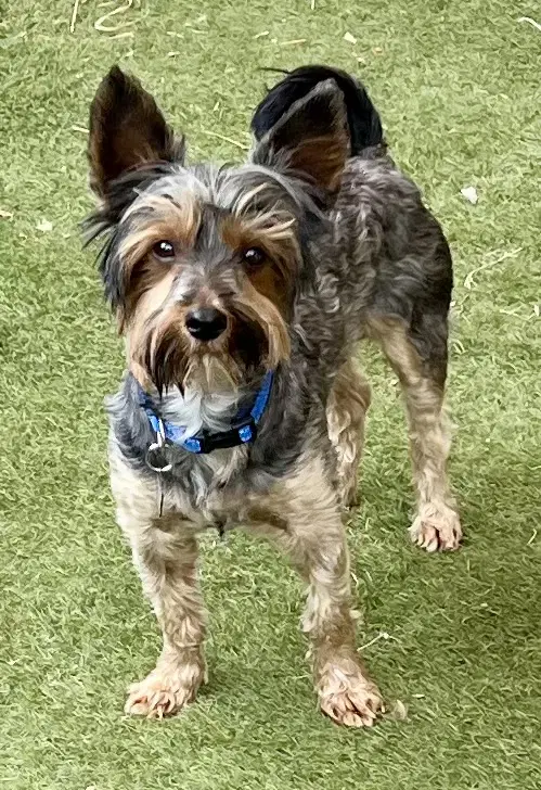 Bart - Yorkshire Terrier Yorkie