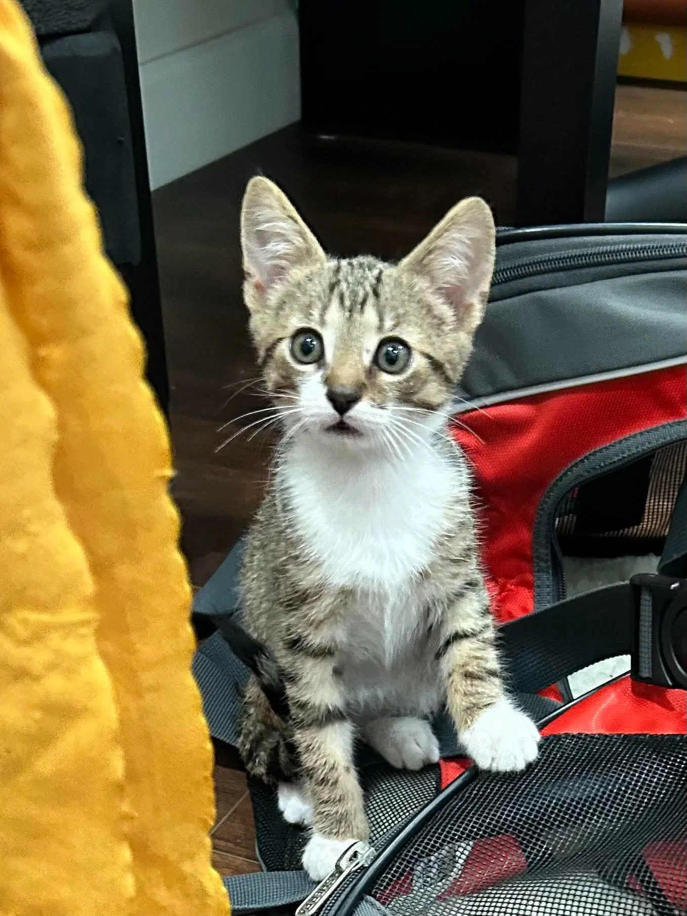 Piston - Tabby