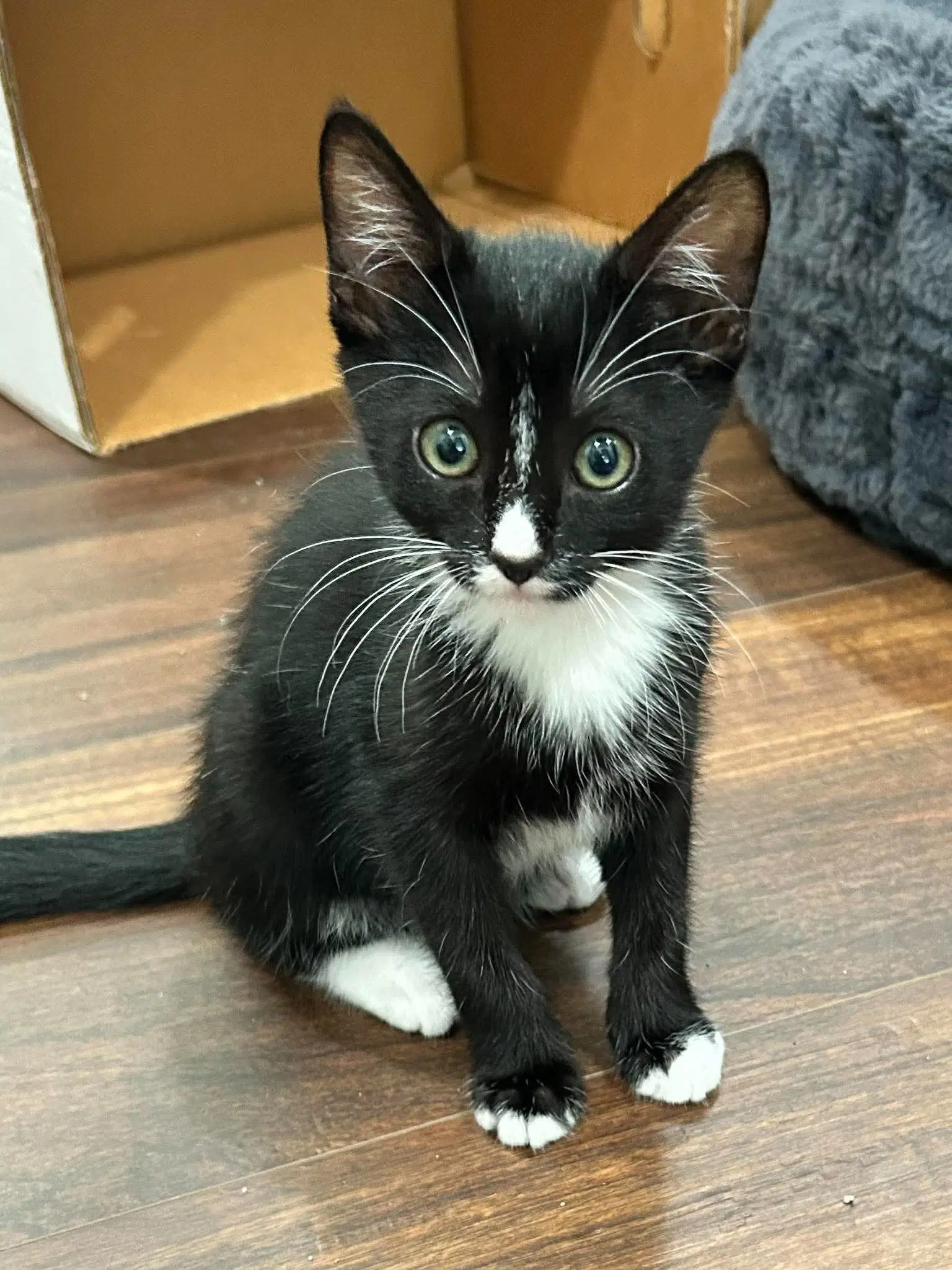Spark - Tuxedo