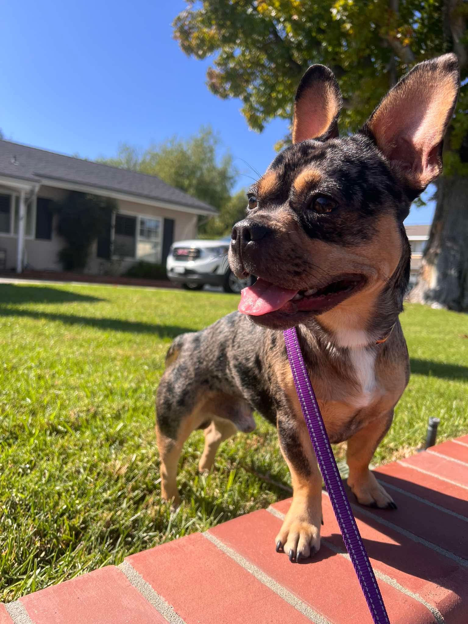 Frenchie image 2