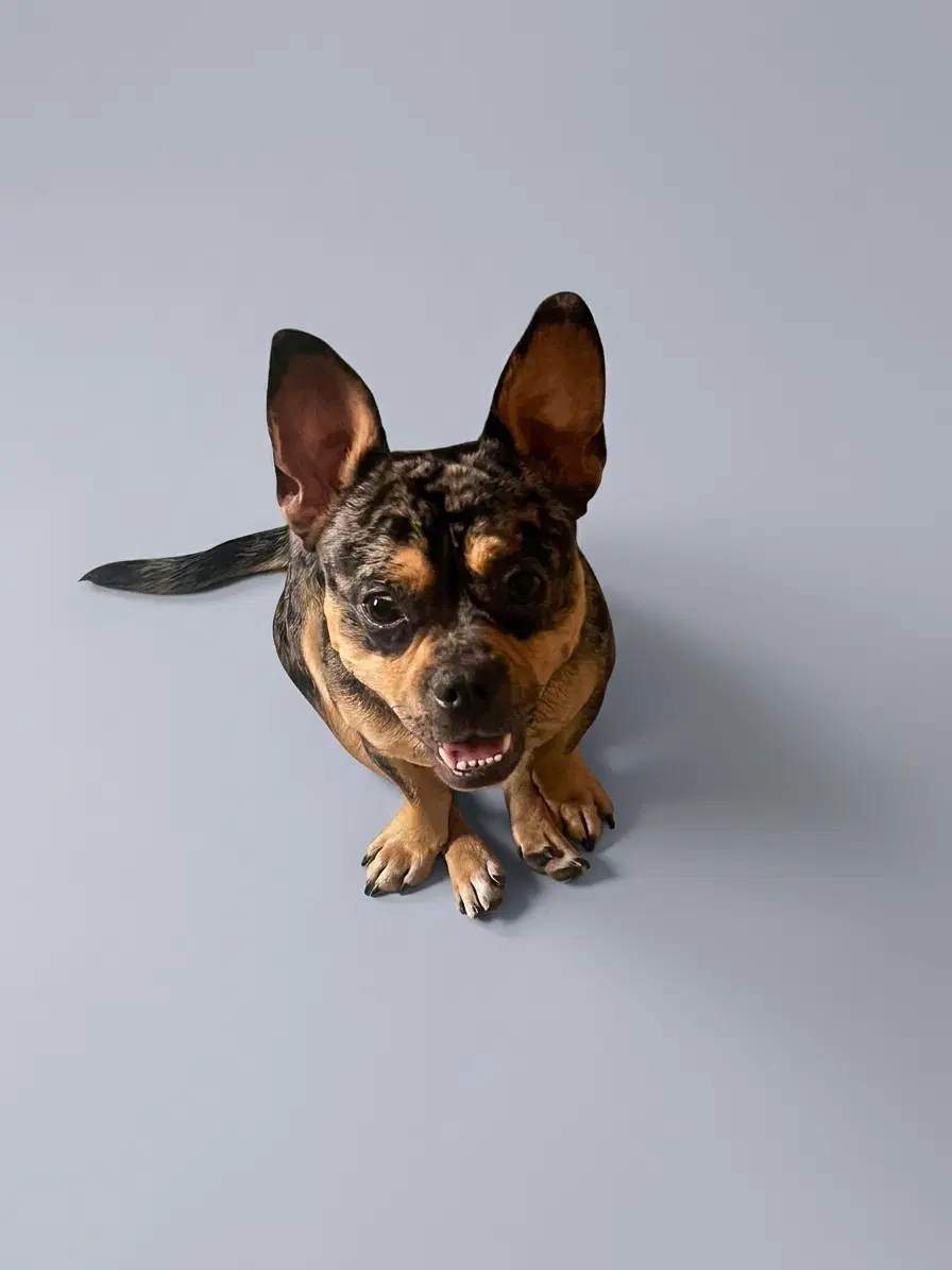 Frenchie image 3