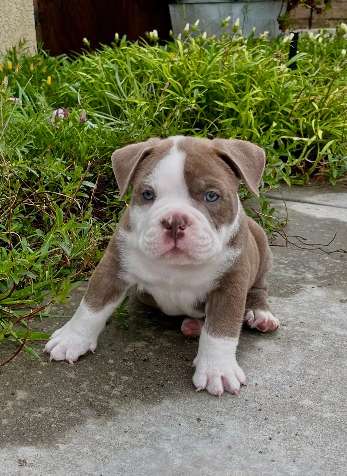 Agave - Bulldog