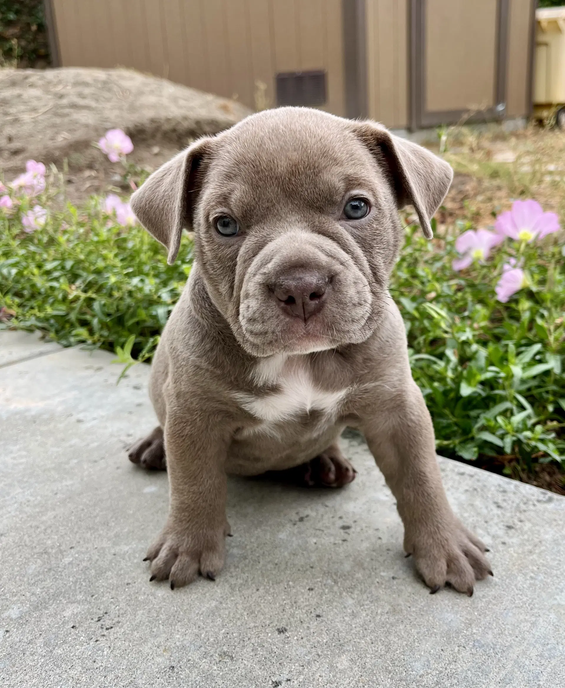 Nettle - Bulldog