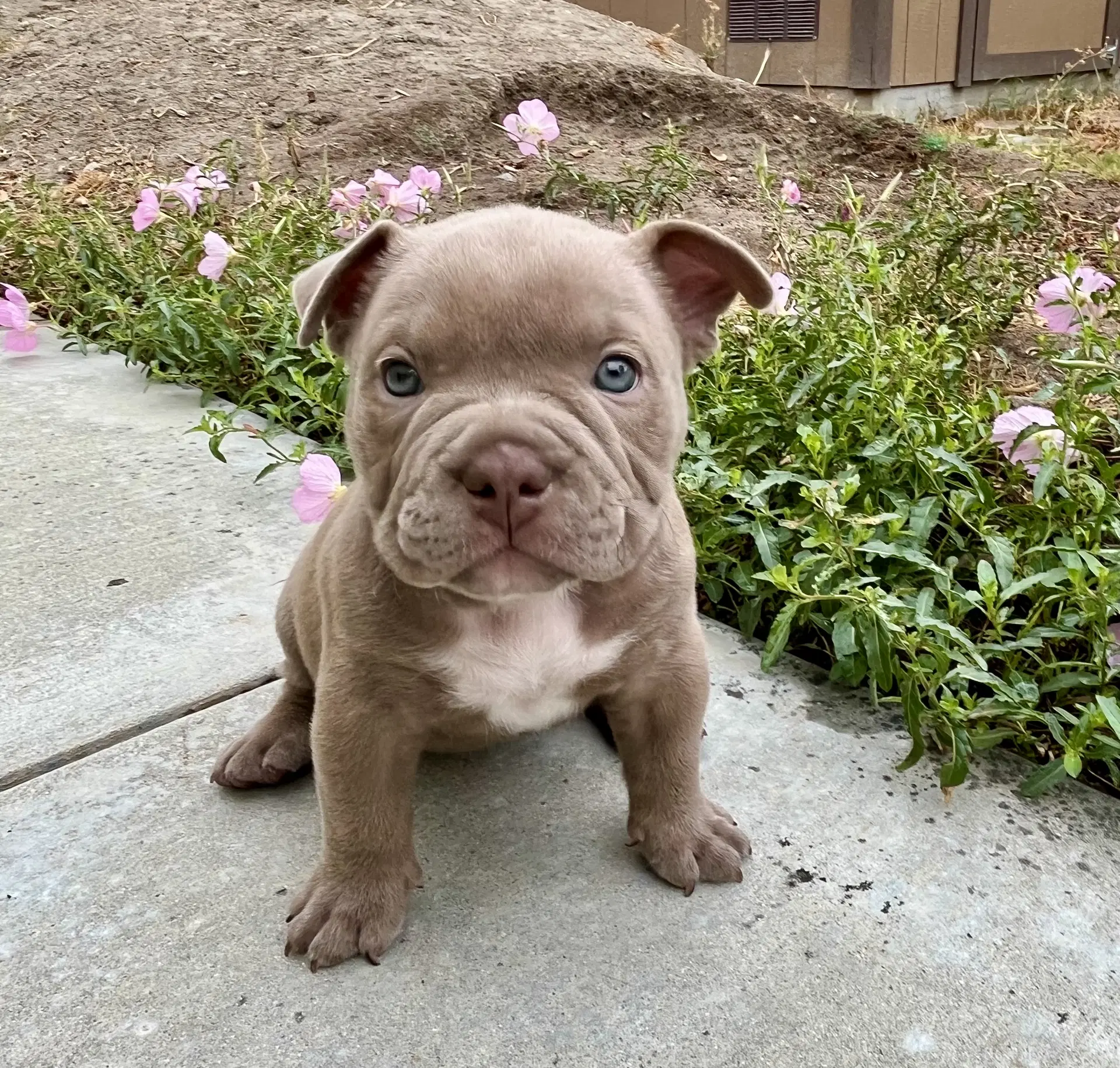 Ivy - Bulldog