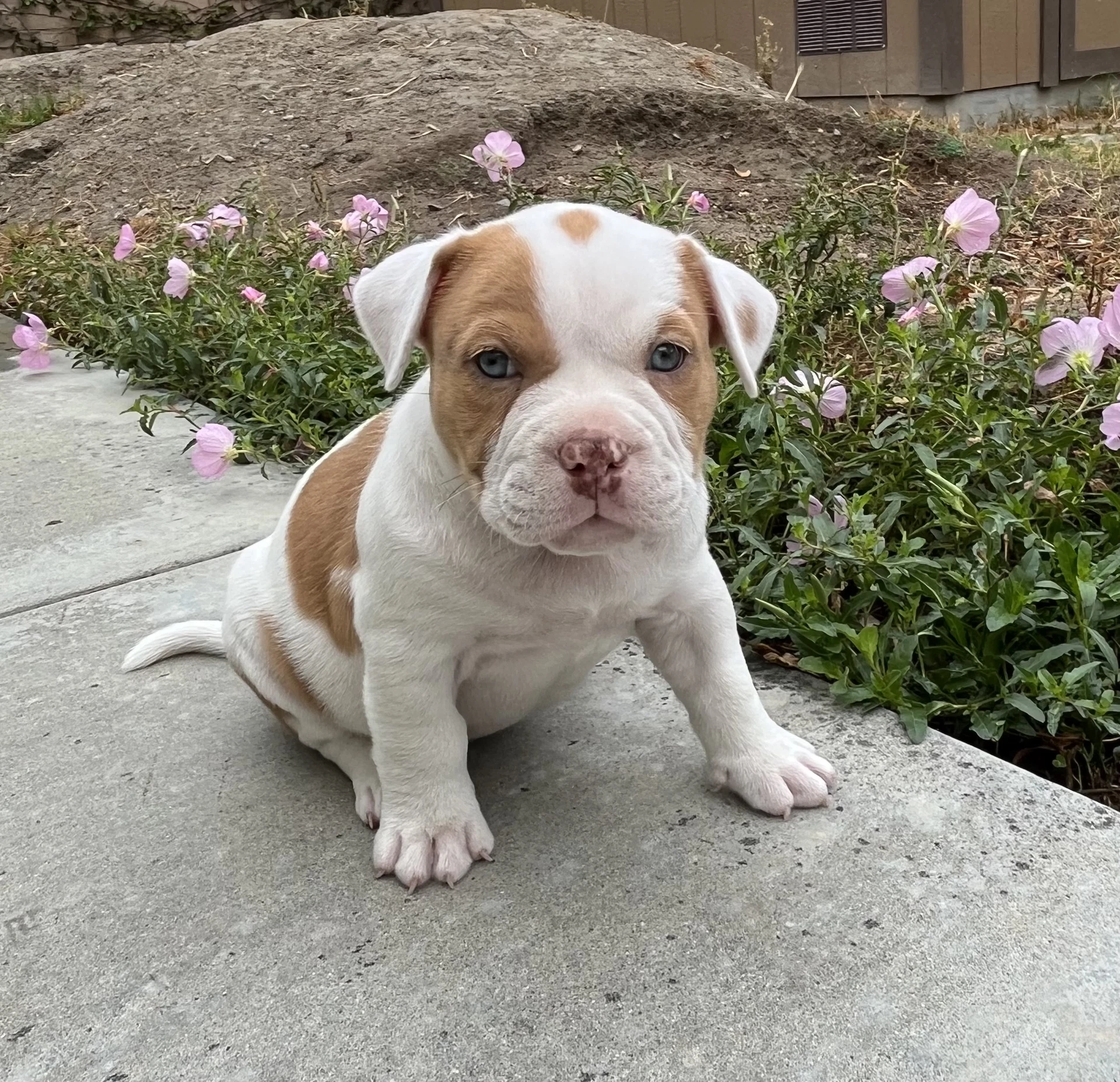 Briar