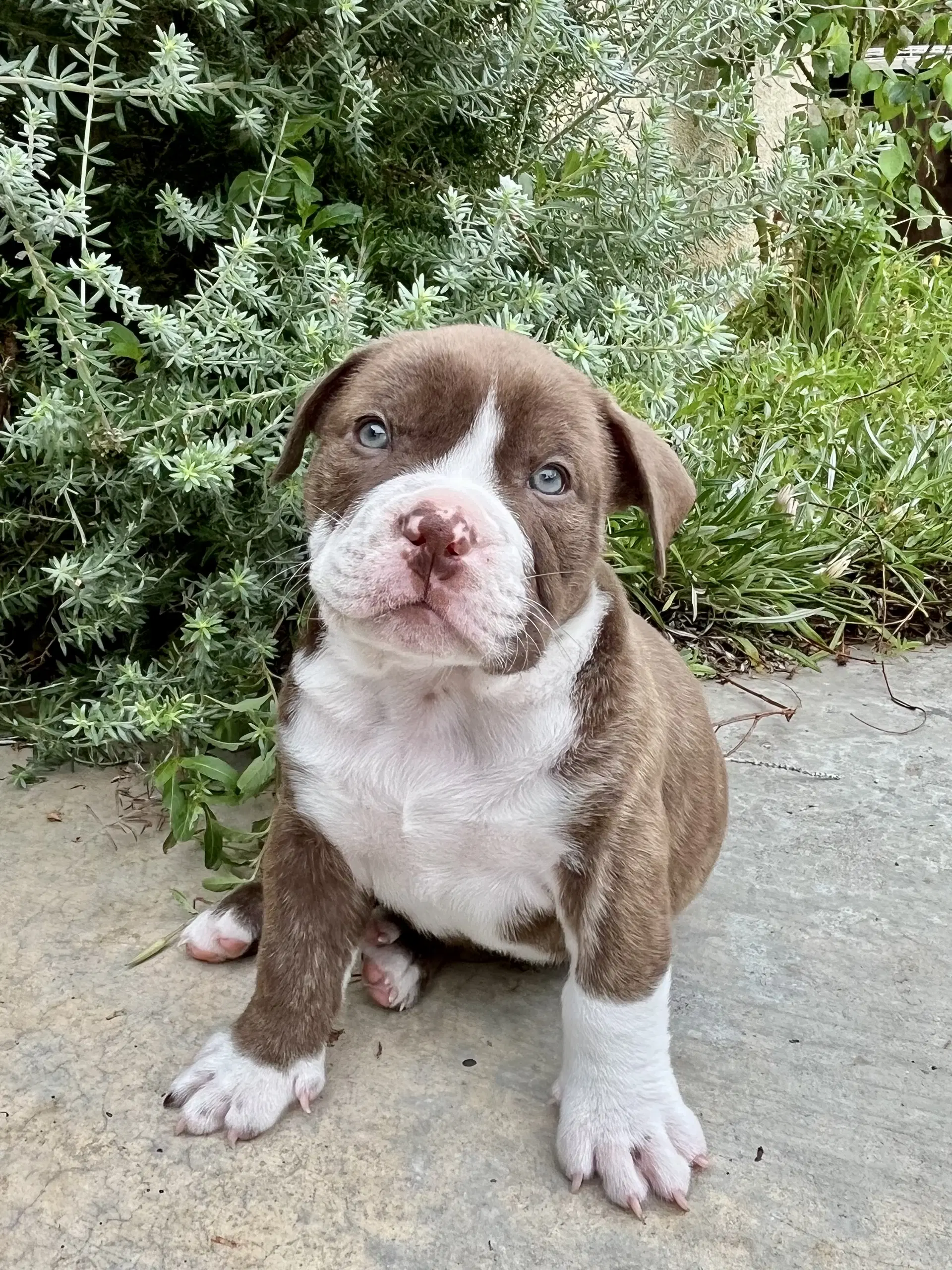 Lupin - Bulldog