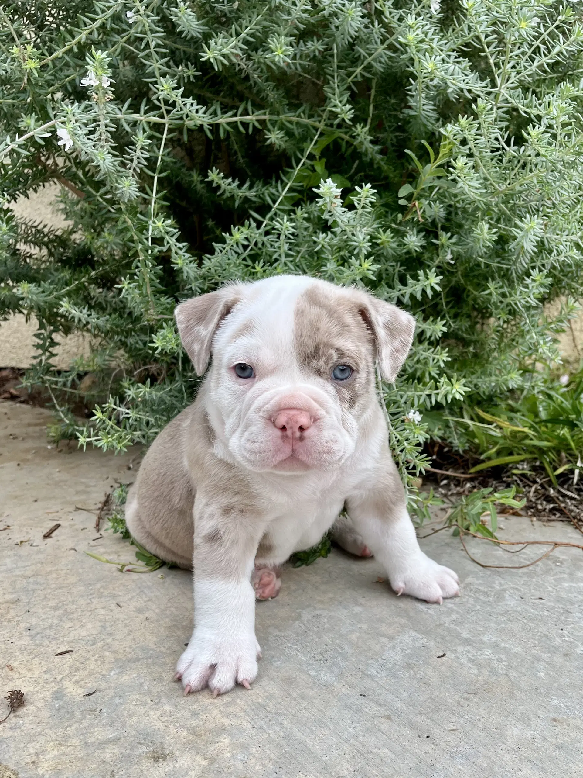 Clover - Bulldog