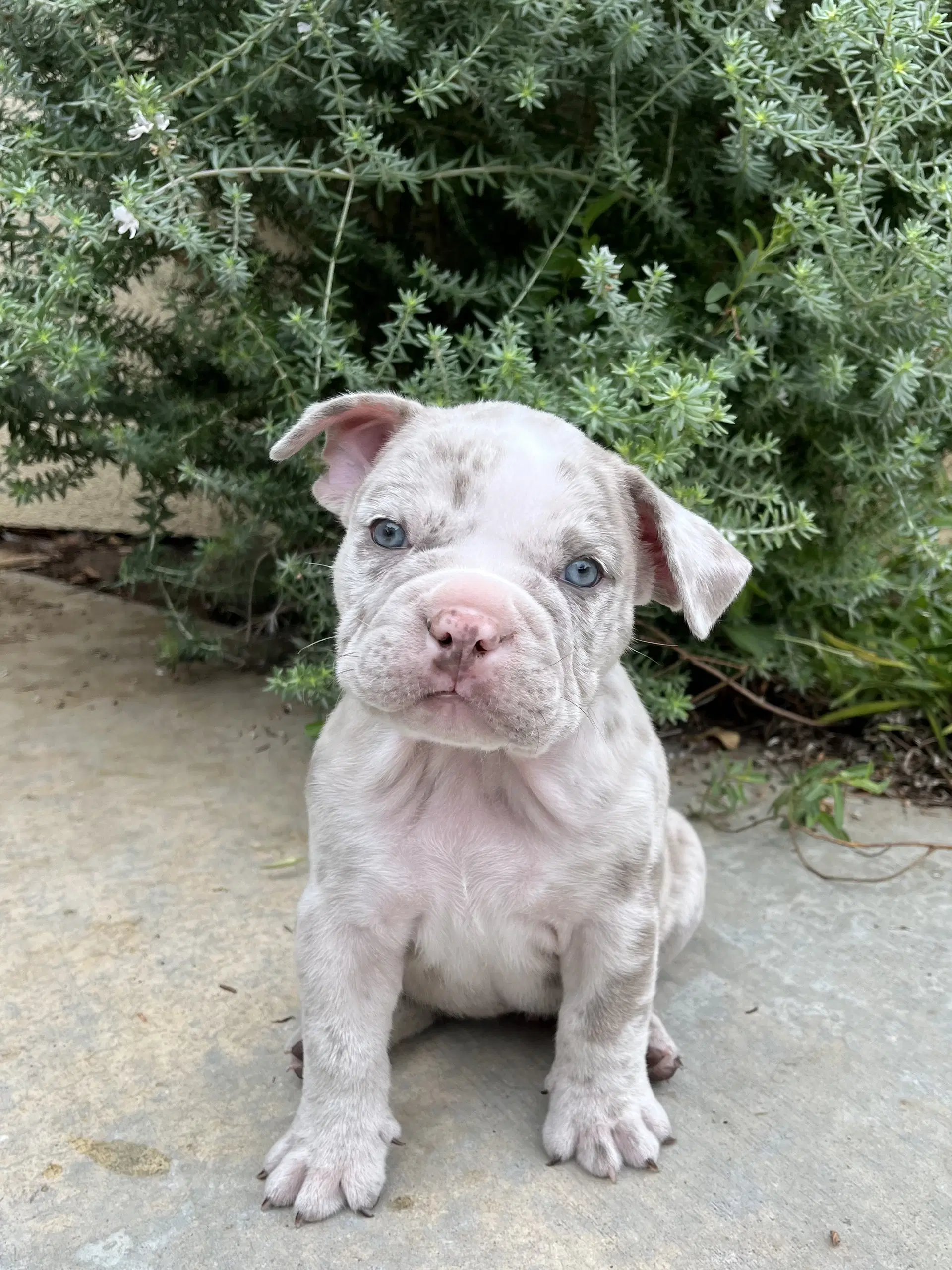 Thistle - Bulldog