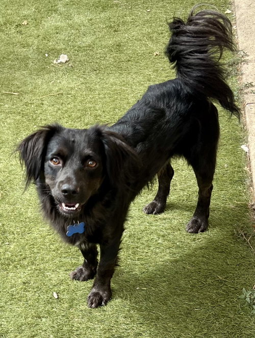 Sparky, a dog for adoption from Friends of Orange County's Homeless Pets