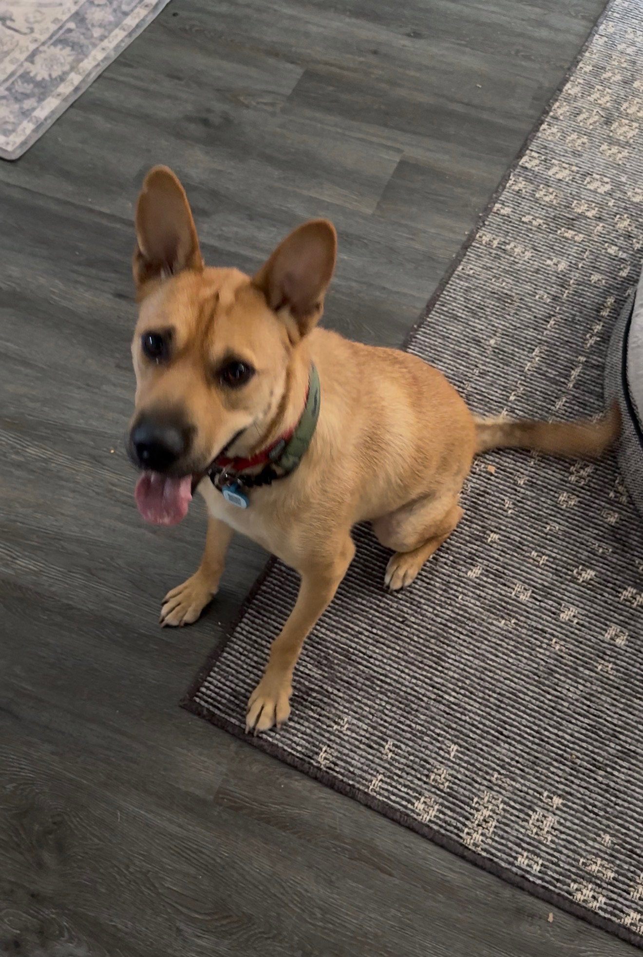 Buster, Shepherd