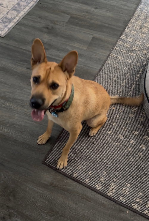 Buster, a dog for adoption from Friends of Orange County's Homeless Pets