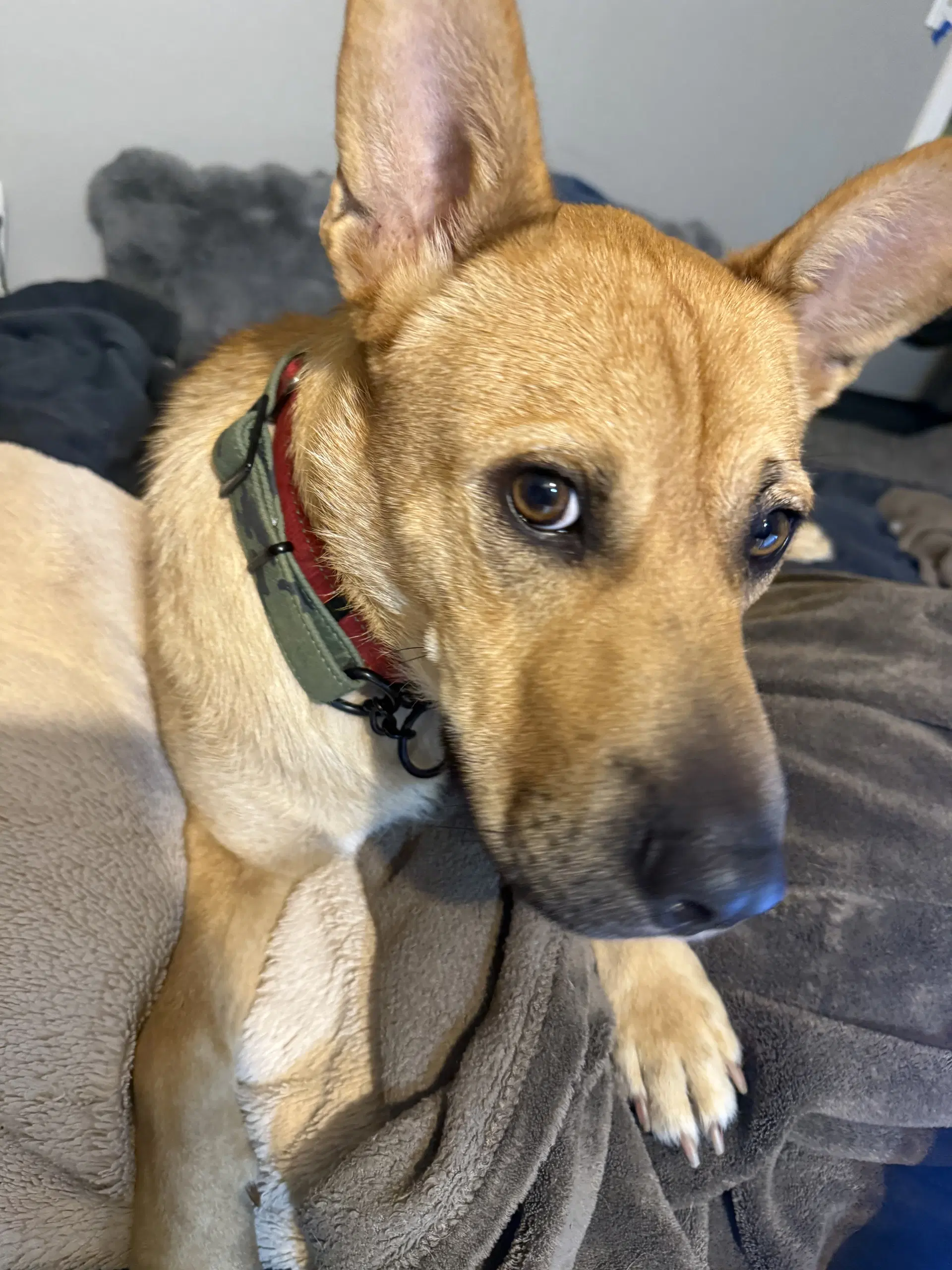 Buster image 2