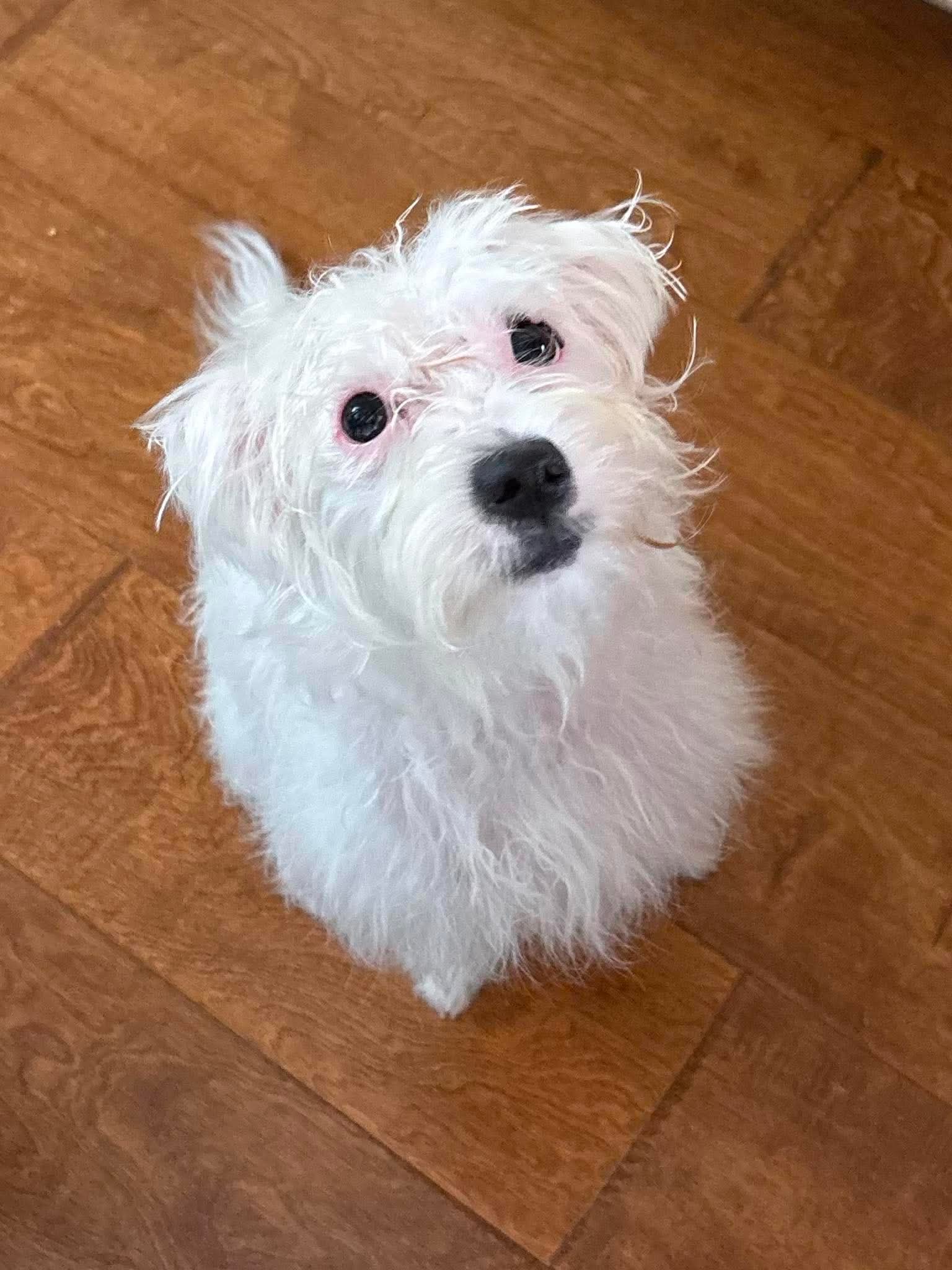 Rumi, Poodle (Toy)