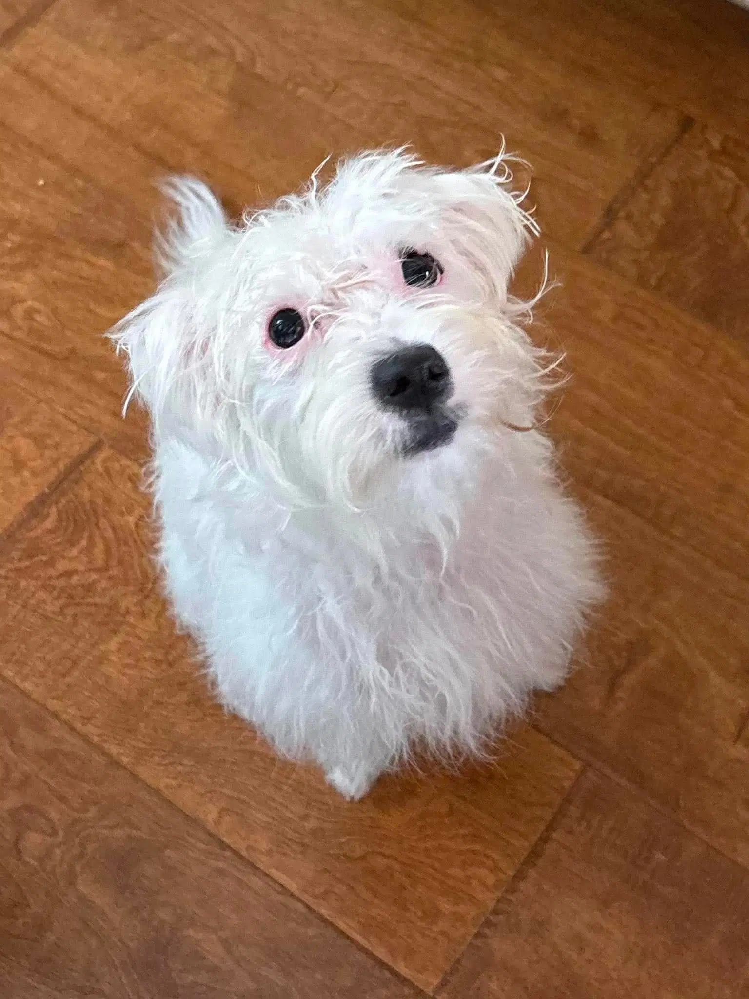 Rumi - Poodle (Toy)