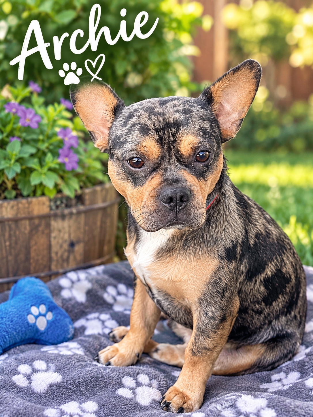 Archie, French Bulldog