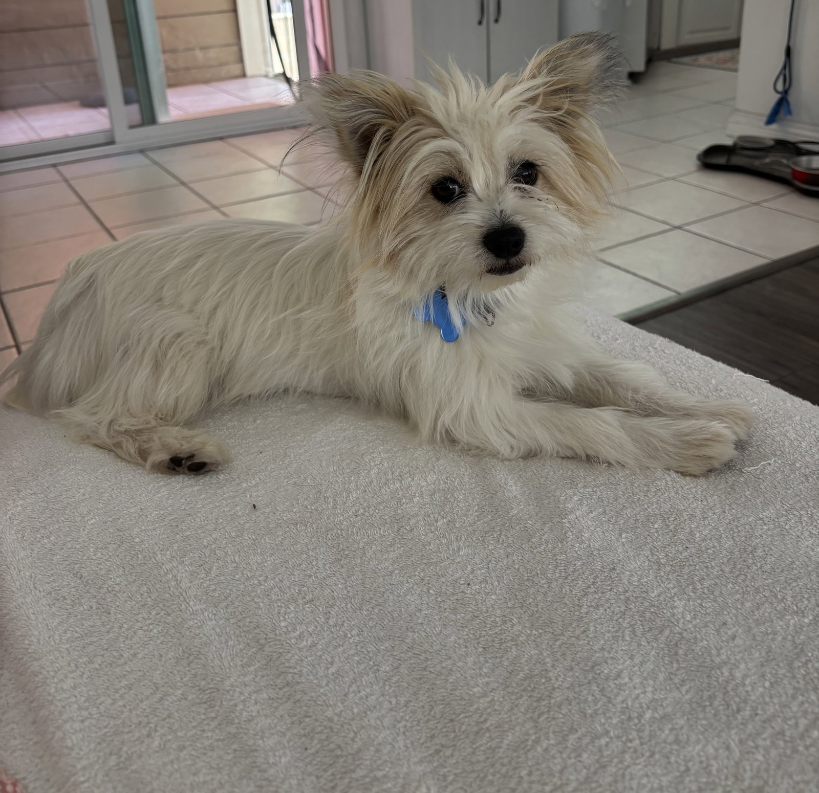 Angel, Yorkshire Terrier Yorkie
