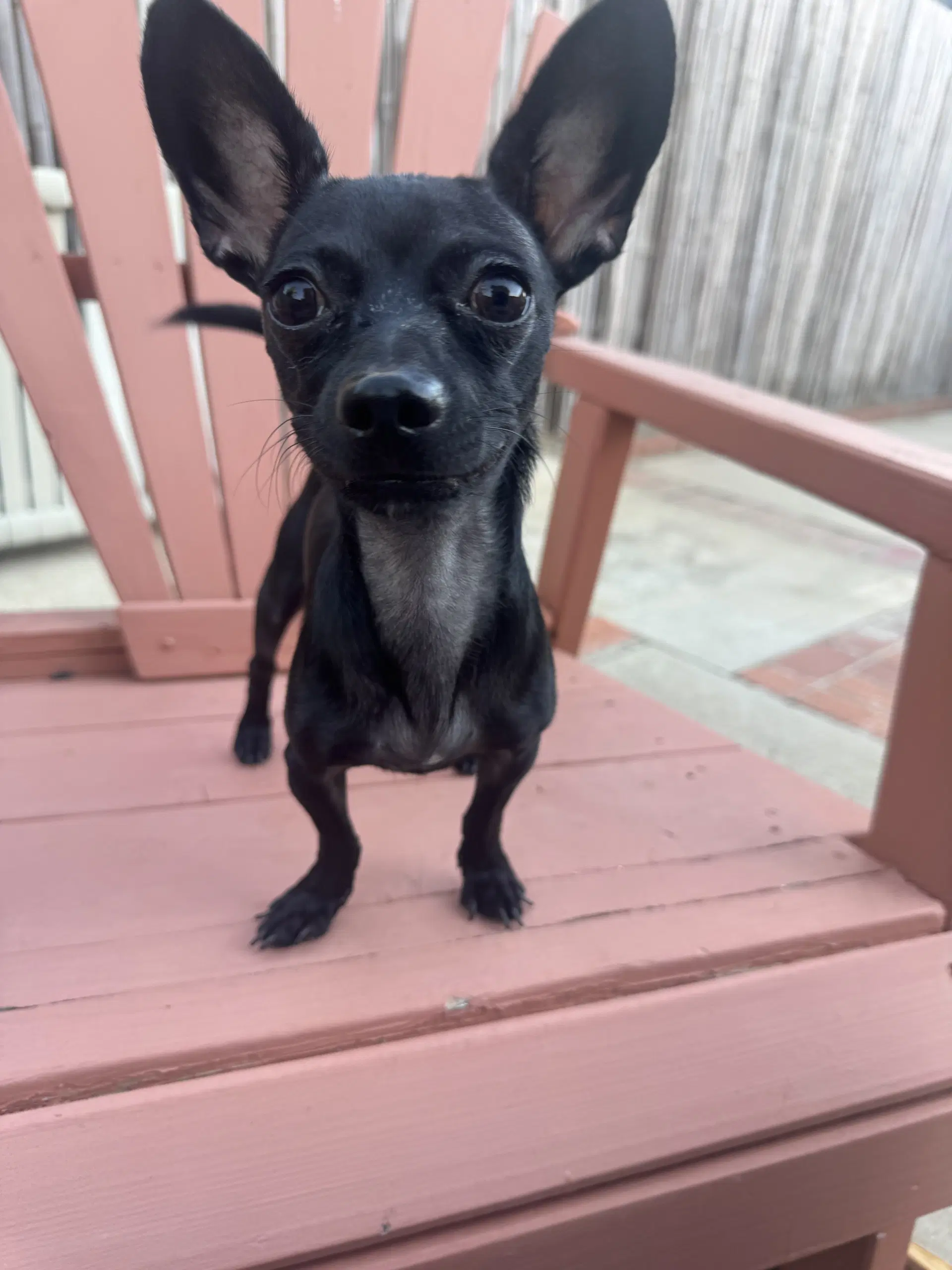 Buddy image 2