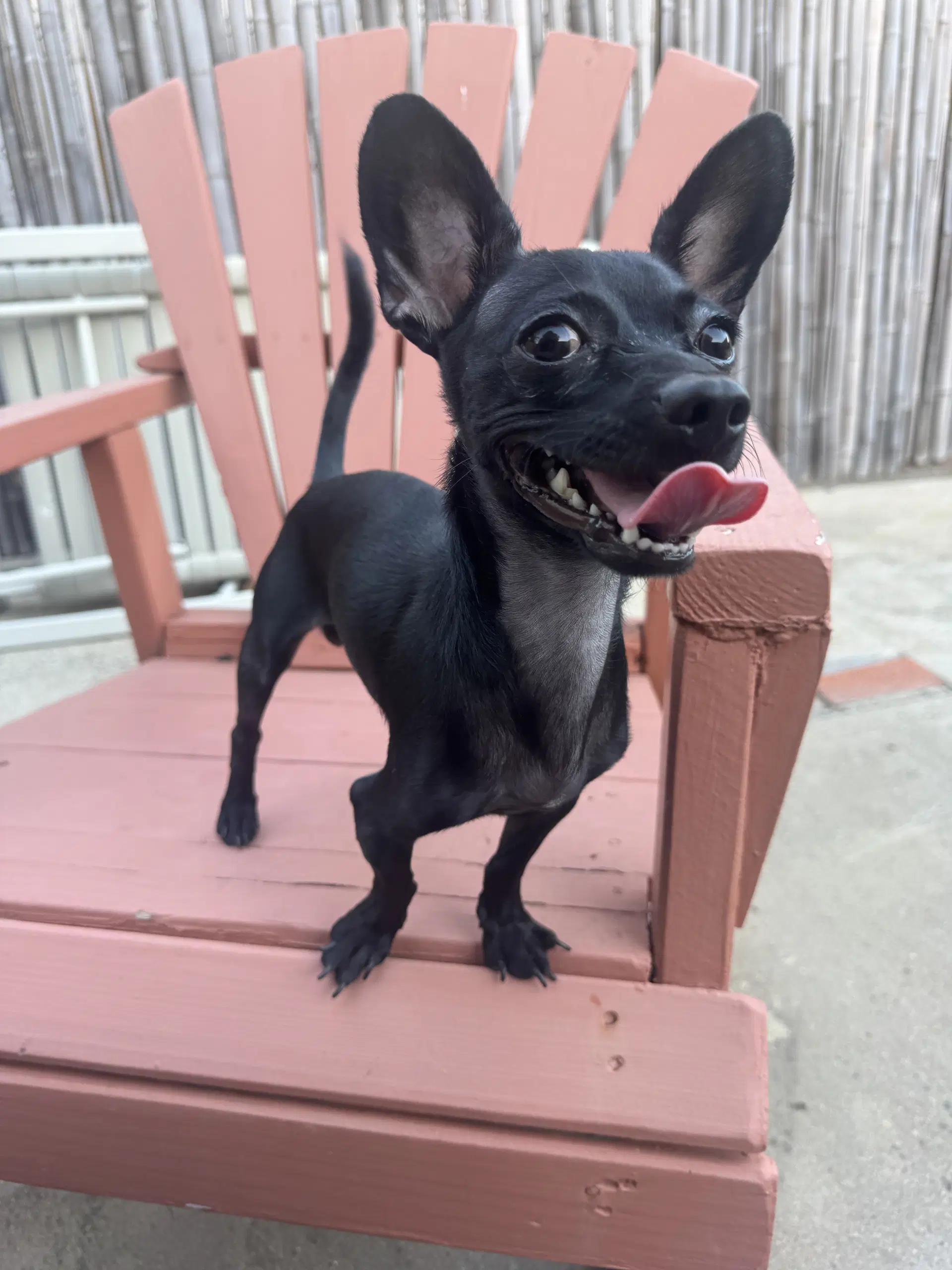 Buddy image 3